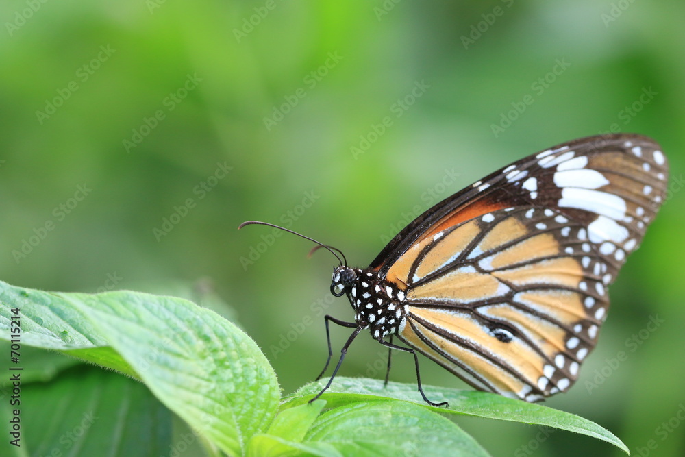 Naklejka premium Common Tiger butterfly