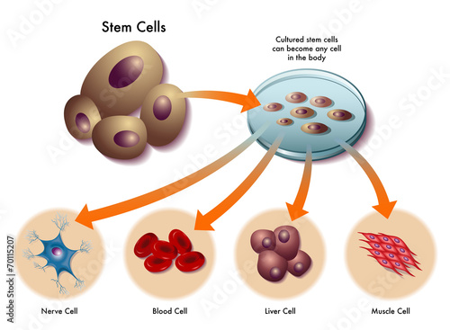 cellule staminali