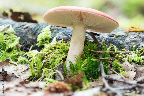 Dangerous mushroom closeup