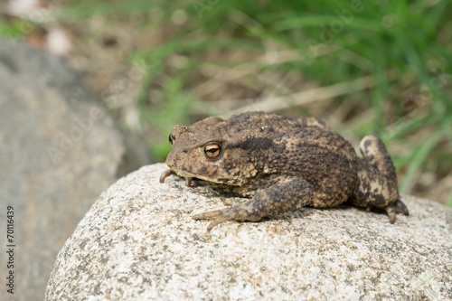Toad sitting on a stone or rock