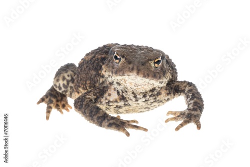 Close up photo of a toad looking on white background