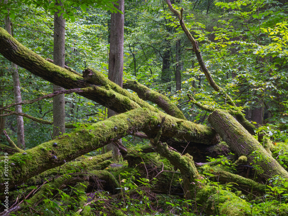 Old oak tree broken lying in summertime forest Old oak tree broken lying in summertime forest
