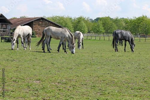 herd of horses on farm © goce risteski