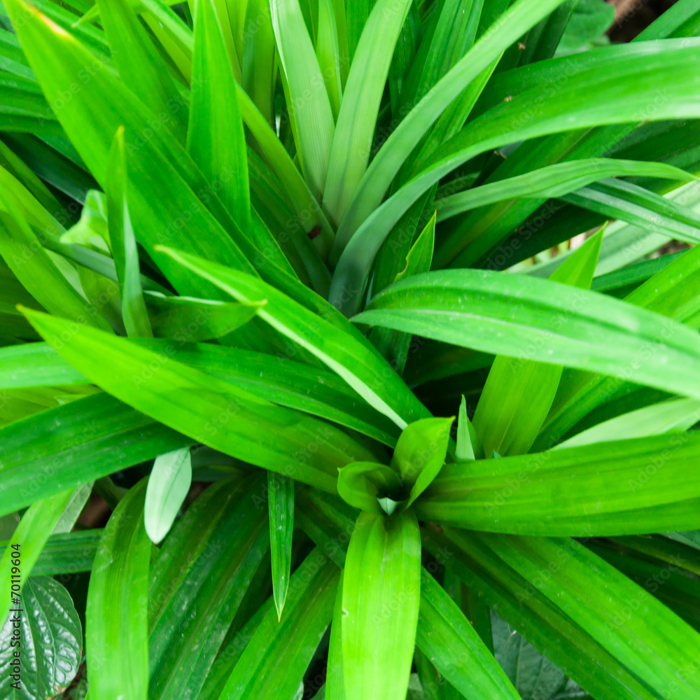 The scent of pandanus leaves develops only on withering; the fre The scent of pandanus leaves develops only on withering; the fre