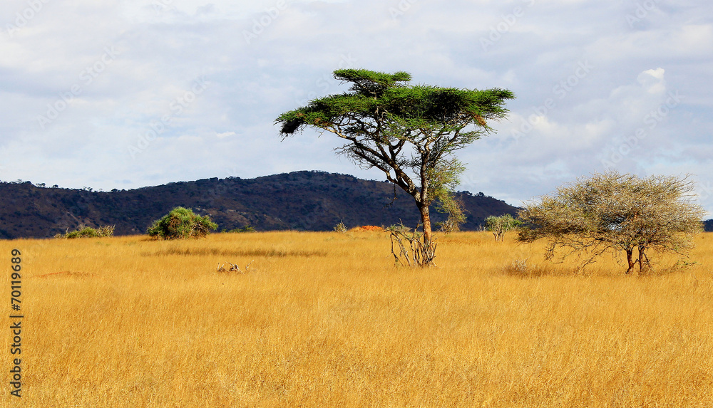 Acacia tree on african savanna