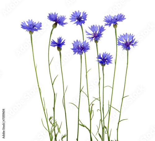 Photography blue cornflower
