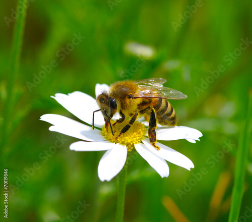 Bee on flower © Alekss