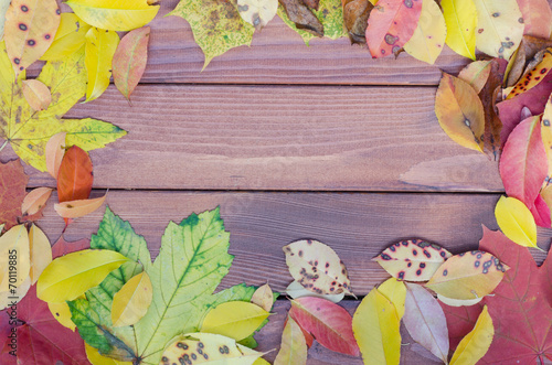 multicolored fall leaves photo