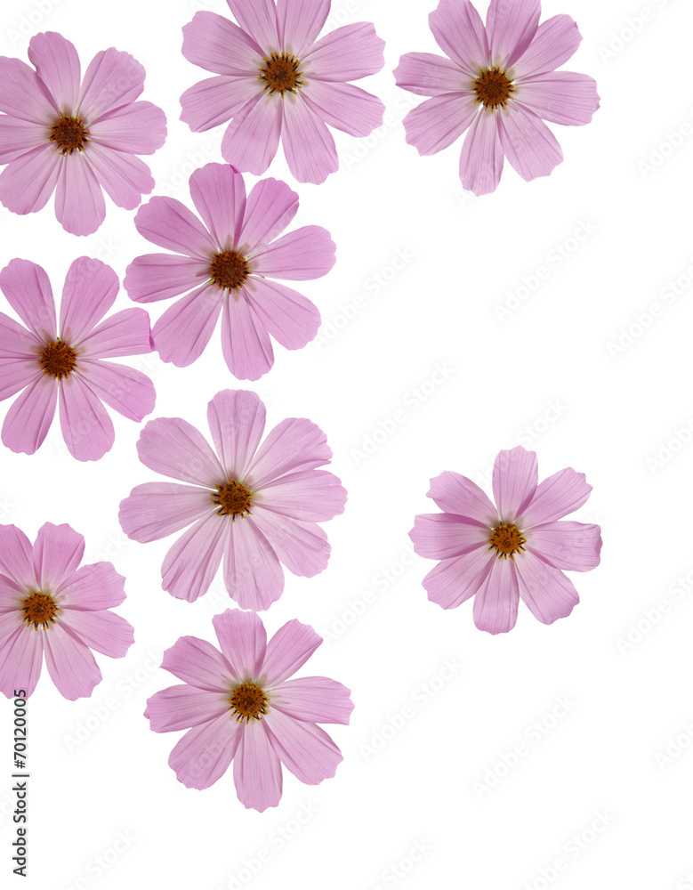 Fototapeta premium flower