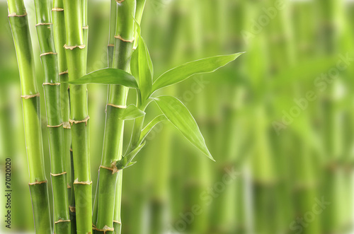 bamboo #70120020