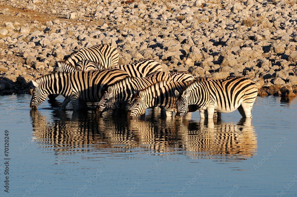 Zebras drinking water, Okaukeujo waterhole - obrazy, fototapety, plakaty 