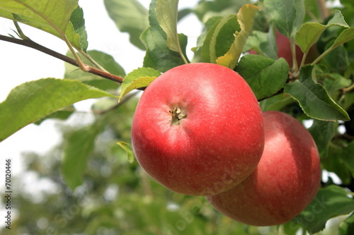 red apple on a tree