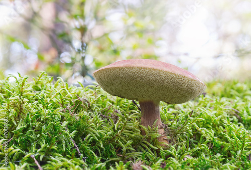 Boletus mushroom in green moss