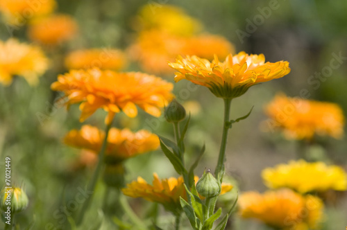 Ringelblume, Heilpflanze