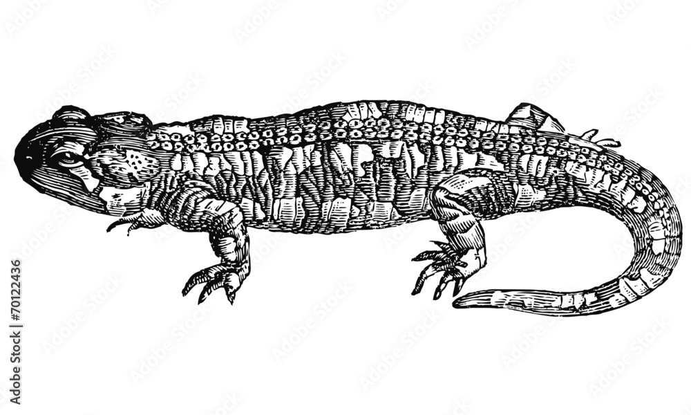 Fototapeta premium Salamandre