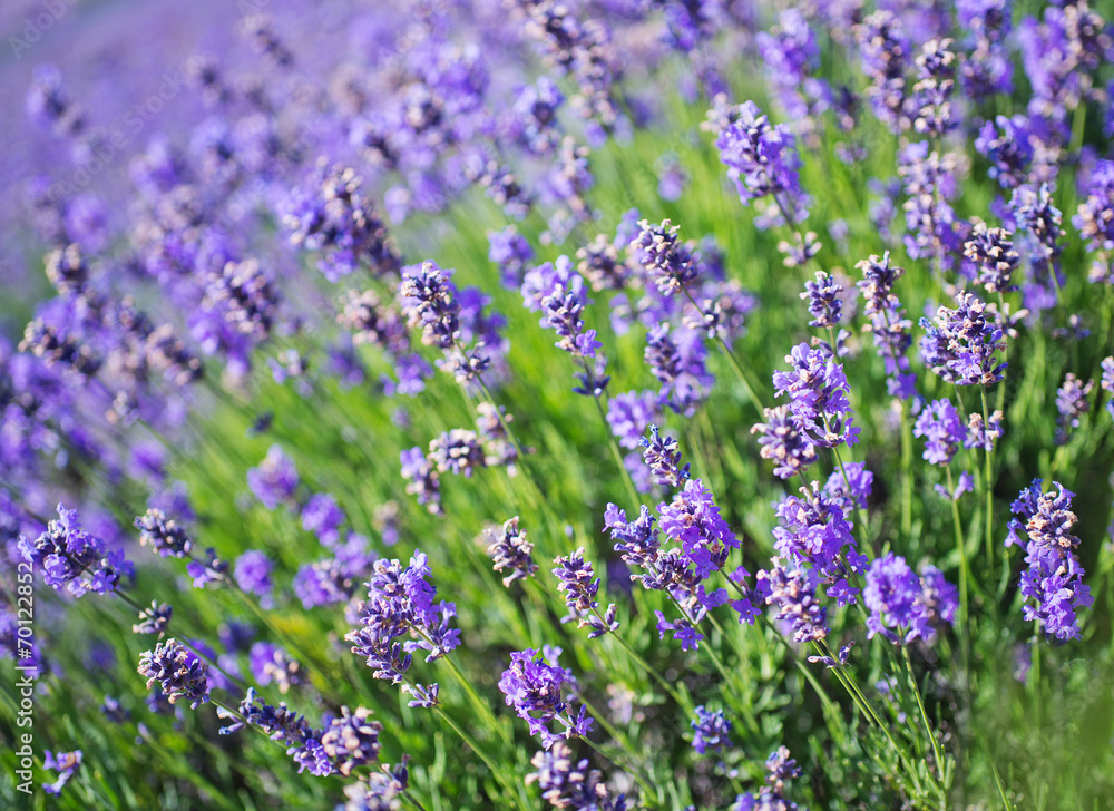 lavender lavender