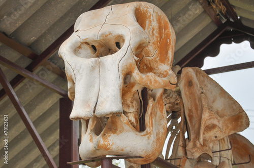 head  elephant skull