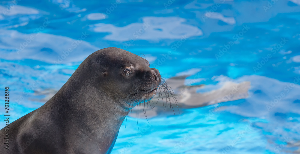 Obraz premium Fur seal looking with interest