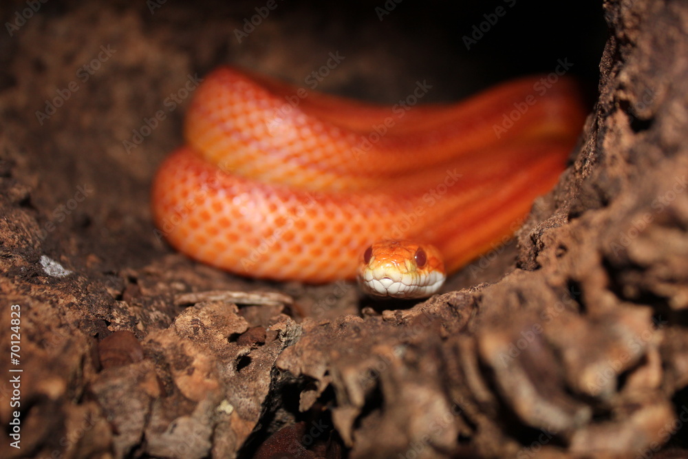 Fototapeta premium Albino Snake - Grass Snake - Ringelnatter