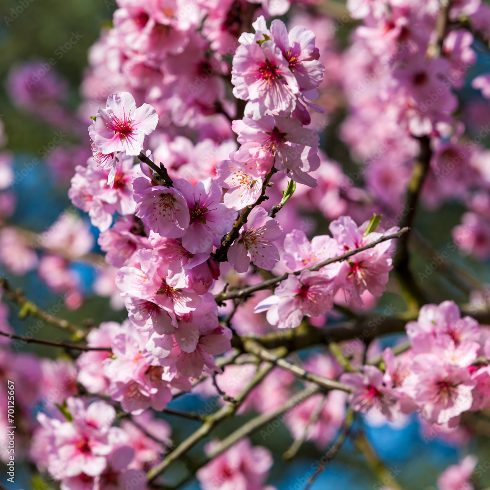 Beautiful Cherry blossom , pink sakura flower