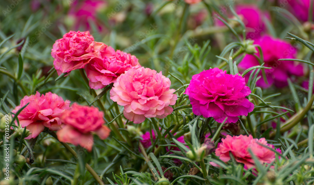 Portulaca flower and bee Portulaca flower and bee