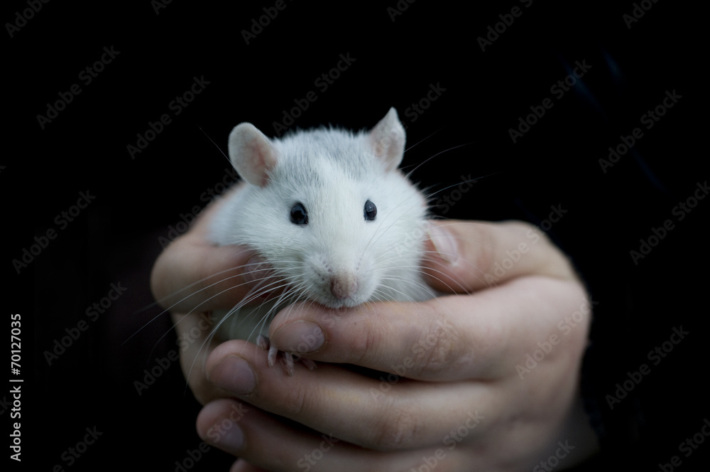 Weiße Ratte Weiße Ratte