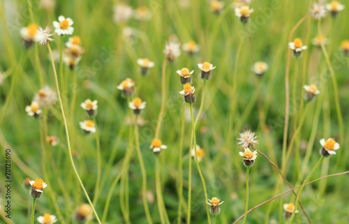 Flower Grass field