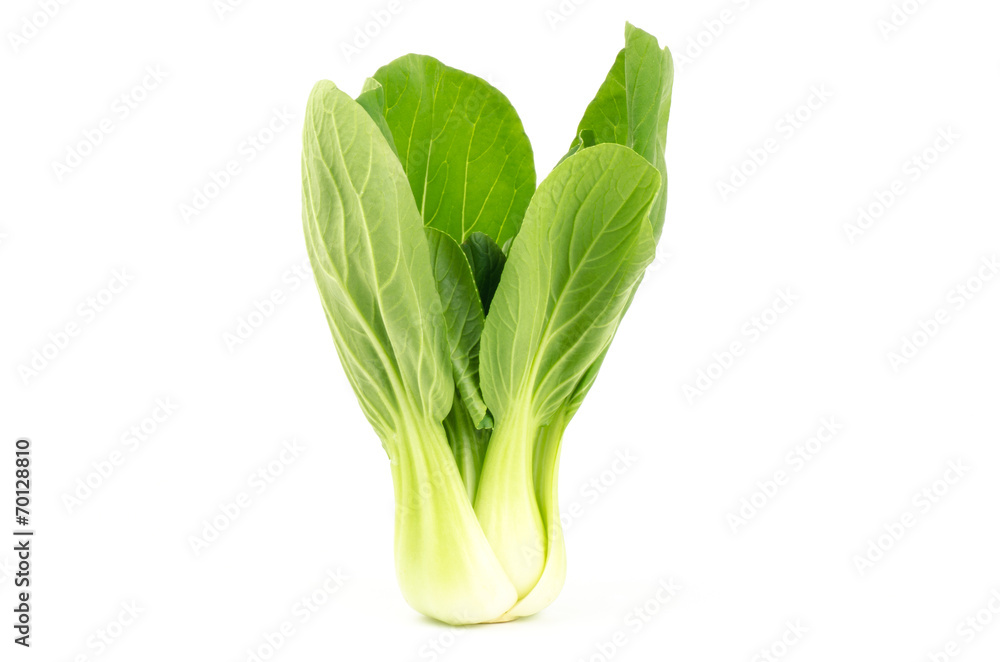 Bok choy (chinese cabbage)
