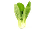 Bok choy (chinese cabbage)