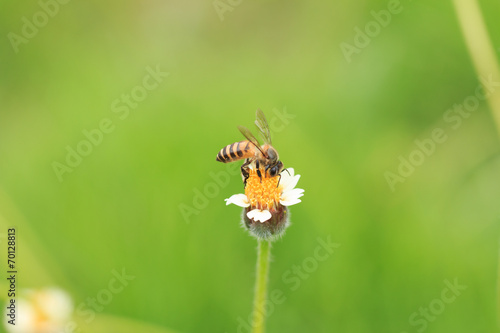 Bee on grass flower © sarayuth3390