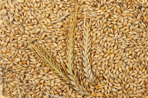 Barley grains and ears