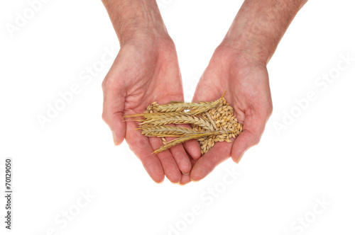 Hands holding barley