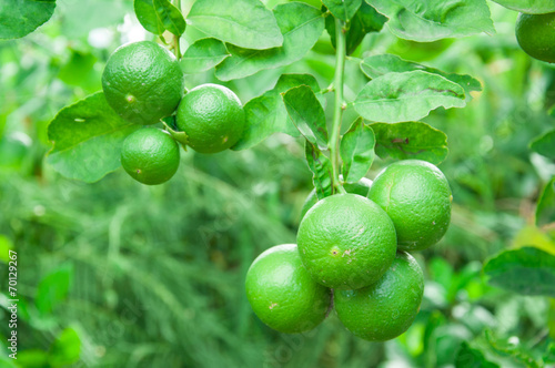 Wallpaper Mural lime hanging on tree Torontodigital.ca