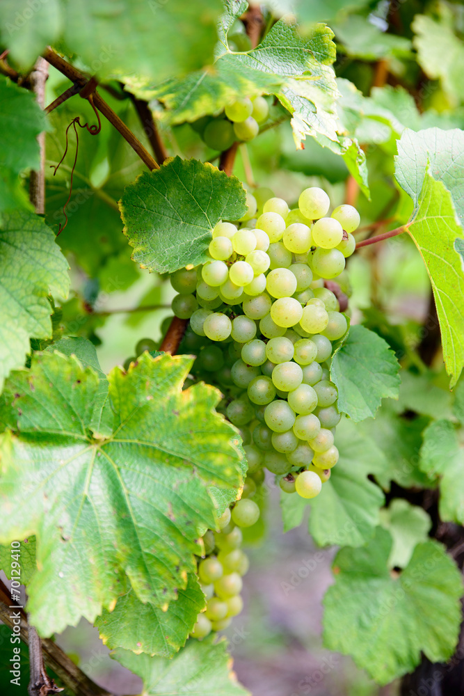 bunches of white grapes on the vines bunches of white grapes on the vines