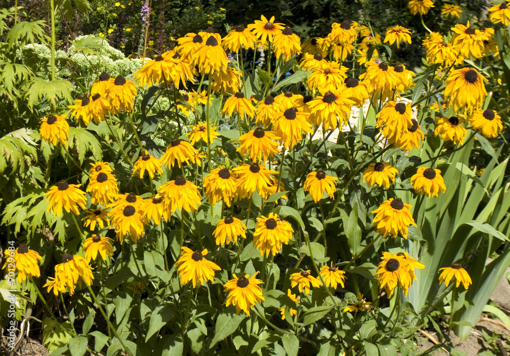 Yellow rudbeckia