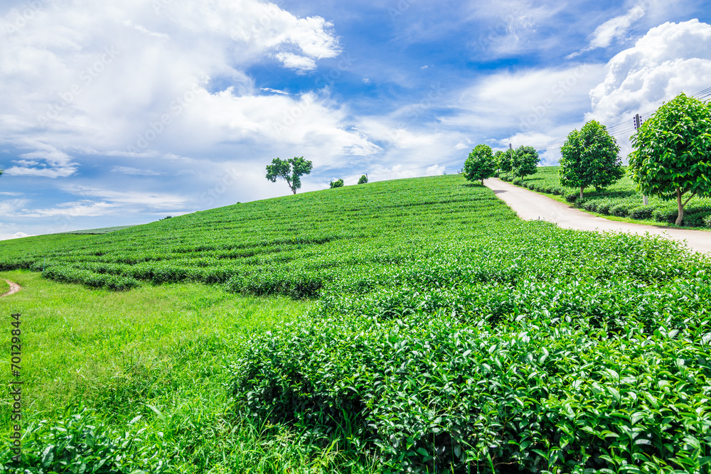 Landscape of The tea fields in Thailand,