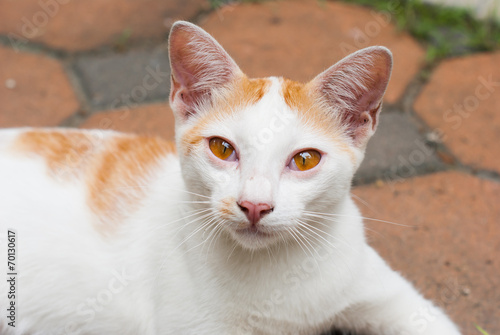 cat with white markings, pink nose and colored eyes