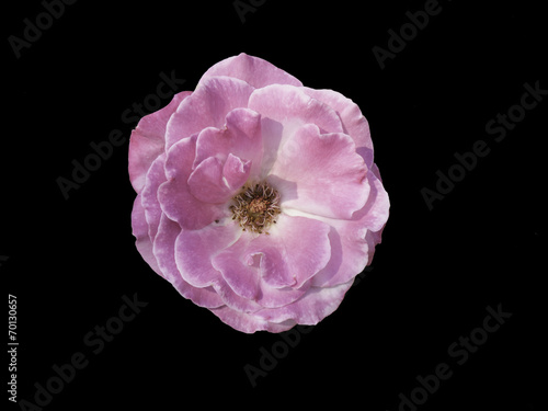 pink rose isolated on black
