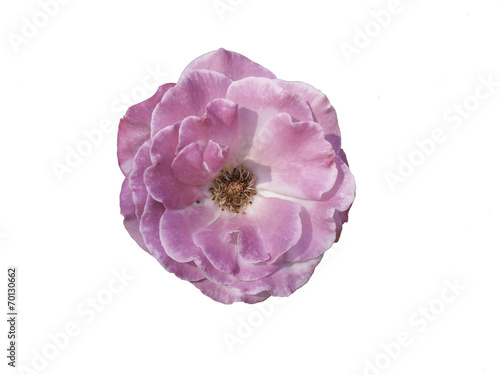 pink rose isolated on white