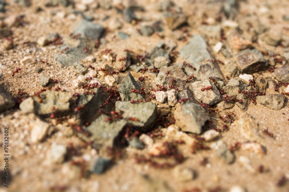 Stones and ants