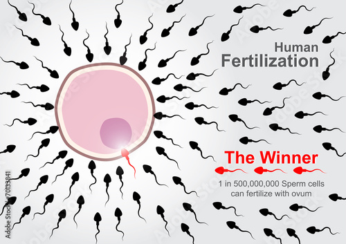 "Human Fertilization" sperm cells race to fertilize with ovum