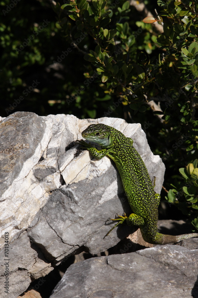 Fototapeta premium Lézard vert occidental (lacerta bilineata)