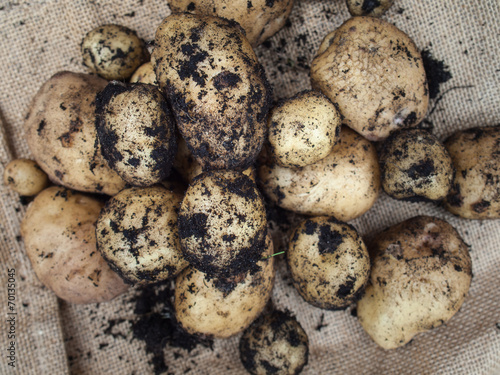 fresh new potatoes