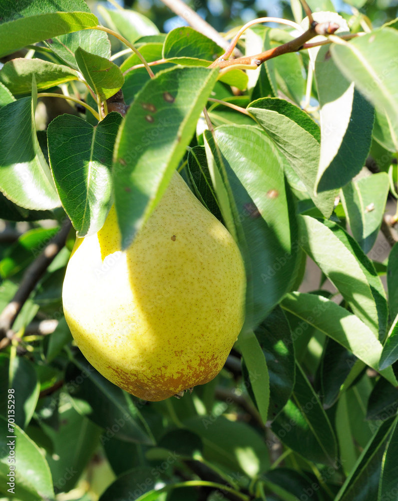 Big ripe fruit on the branch of pear