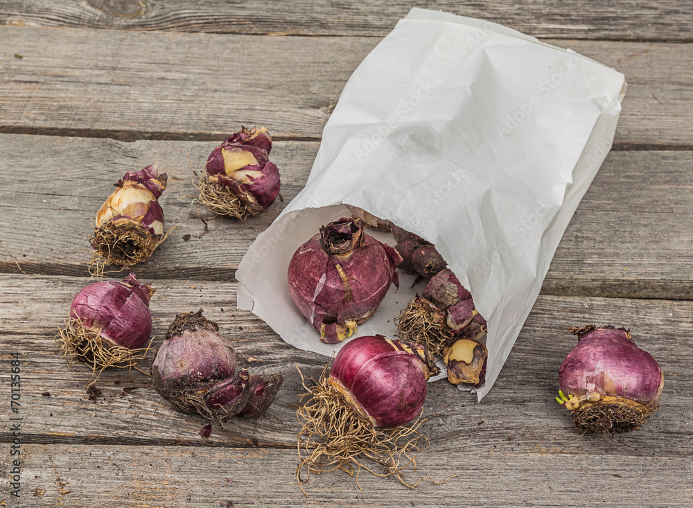 Box with hyacinth bulbs before planting in the ground Box with hyacinth bulbs before planting in the ground