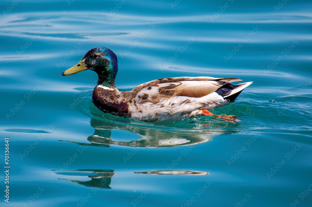Ente im spiegelnden Wasser Ente im spiegelnden Wasser