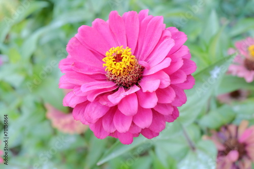 Big violet flower