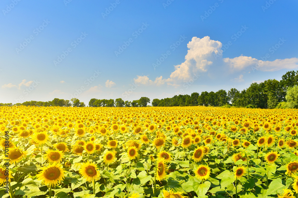 Sunflower field Sunflower field