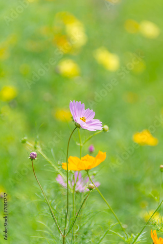 秋の花 コスモス © rikapontas