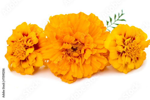 Fototapeta Naklejka Na Ścianę i Meble -  marigolds isolated